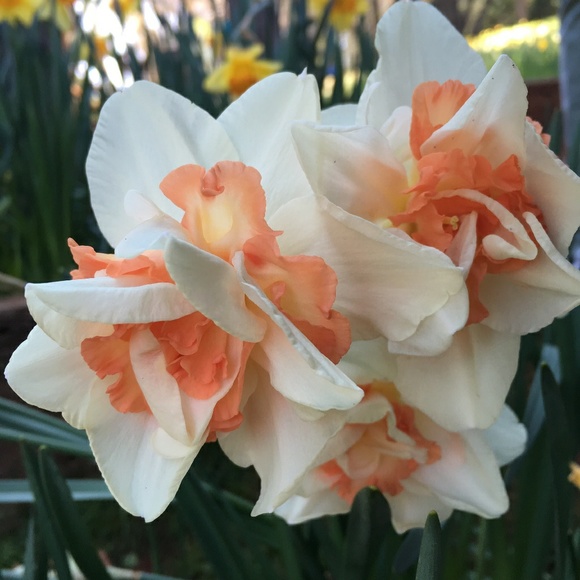 Meet your Posher, Eileen - Picture 2 of 2